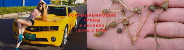 сатива Балахна